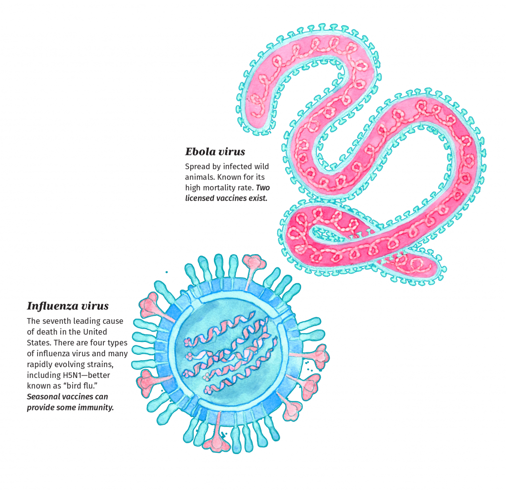 Illustration of two viruses with descriptions. The viruses are illustrated in shades of pink and light blue.

Ebola virus resembles a twisted filament or worm. The surface of the virus is covered in protruding receptors. Description: Ebola virus is spread by infected wild animals. Known for its high mortality rate. Two licensed vaccines exist.

Influenza virus resembles a sphere. It is studded with protruding surface receptors that resemble florets or rounded rods. Description: Influenza is the seventh leading cause of death in the United States. There are four types of influenza virus and many rapidly evolving strains, including H5N1—better known as “bird flu.” Seasonal vaccines can provide some immunity. But many people—especially infants and older adults—are still vulnerable
to life-threatening infection.