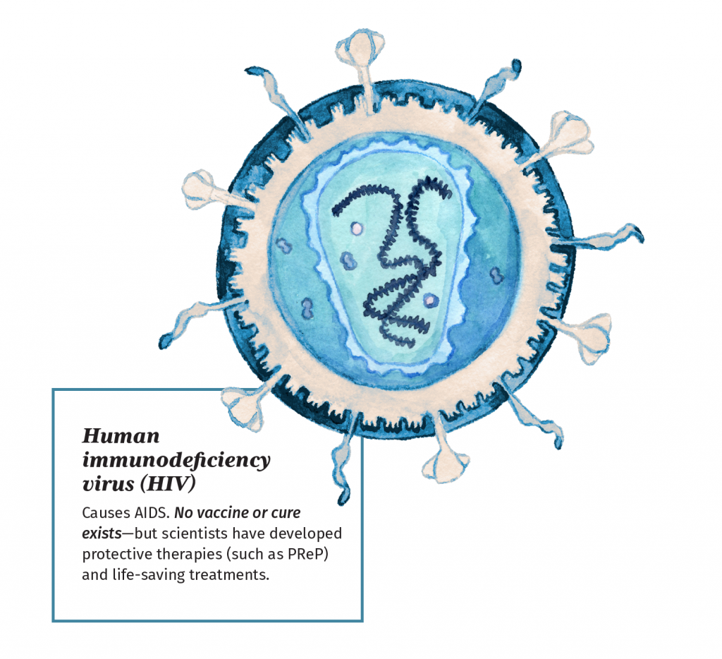 Illustration of human immunodeficiency virus with description. The virus is illustrated in shades of blue and grey. It is a sphere with protruding surface proteins. There are additional proteins inside the virus that resemble fuzzy threads and blobs.

Description: Human immunodeficiency virus (HIV) - Causes AIDS. No vaccine or cure
exists—but scientists have developed protective therapies (such as PReP) and life-saving treatments.