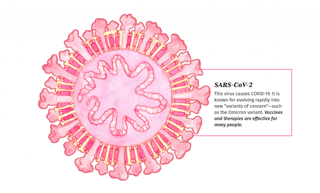 Illustration of SARS-CoV-2 with description. The virus is illustrated in shades of pink and yellow. Large "Spike" proteins stick out of its surface, and genetic material is packed into the center of the circle.

This virus causes COVID-19. It is
known for evolving rapidly into
new “variants of concern”—such
as the Omicron variant. Vaccines
and therapies are effective for
many people.