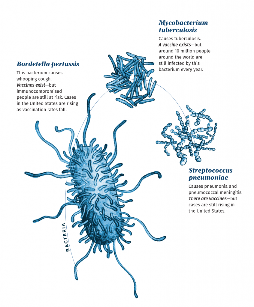 Illustration of three bacteria illustrated in shades of blue with descriptions: 

Bordetella pertussis - Resembles a bean with hair-like appendages. Description:  This bacterium causes whooping cough. Vaccines exist—but immunocompromised people are still at risk. Cases in the United States are rising as vaccination rates fall.

Mycobacterium tuberculosis. This is a rod-shaped bacterium. Causes tuberculosis. A vaccine exists—but around 10 million people around the world are still infected by this bacterium every year.

Streptococcus pneumoniae. This bacterium resembles segmented strings. Causes pneumonia and
pneumococcal meningitis. There are vaccines—but cases are still rising in the United States.