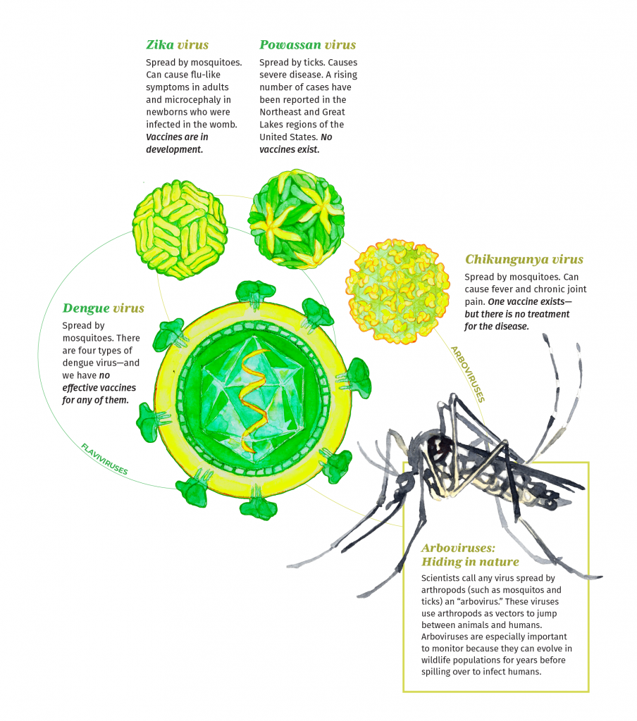 A large infographic with illustrations of dengue virus, Zika virus, Powassan virus, and Chikungunya virus. These viruses are illustrated in shades of green and yellow. The viruses resemble golf balls with textured surfaces. A detailed illustration of dengue virus also shows the genetic material inside the virus. 

Three of the viruses are flaviviruses. Here are those descriptions:

Dengue virus - Spread by
mosquitoes. There are four types of dengue virus—and we have no effective vaccines for any of them.

Zika virus- Spread by mosquitoes. Can cause flu-like symptoms in adults and microcephaly in newborns who were infected in the womb. Vaccines are in development.

Powassan virus Spread by ticks. Causes severe disease. A rising number of cases have been reported in the Northeast and Great Lakes regions of the United States. No vaccines exist

We also see that Chikungunya is a related virus but not a flavivirus. Instead, it is related because it is also an arbovirus. This section reads: Arboviruses: Hiding in nature Scientists call any virus spread by arthropods (such as mosquitos and ticks) an “arbovirus.” These viruses use arthropods as vectors to jump between animals and humans. Arboviruses are especially important to monitor because they can evolve in wildlife populations for years before spilling over to infect humans.

There is also a specific description for Chikungunya.

Chikungunya - Spread by mosquitoes. Can cause fever and chronic joint pain. One vaccine exists— but there is no treatment
for the disease.