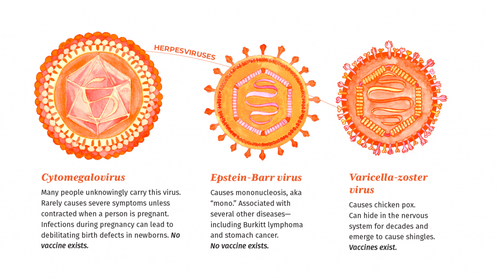 Illustration of three herpesviruses with descriptions. These viruses are illustratied in shades of orange. They are round viruses with protruding surface proteins.

Cytomegalovirus - Many people unknowingly carry this virus. Rarely causes severe symptoms unless contracted when a person is pregnant. Infections during pregnancy can lead to debilitating birth defects in newborns. No vaccine exists.

Epstein-Barr virus - Causes mononucleosis, aka “mono.” Associated with several other diseases— including Burkitt lymphoma and stomach cancer. No vaccine exists.

Varicella-zoster virus - Causes chicken pox. Can hide in the nervous system for decades and emerge to cause shingles. Vaccines exist.