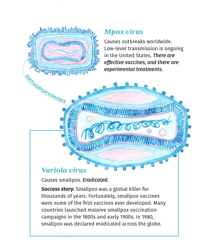 Illustration of two orthopoxviruses with description. These viruses are illustrated with shades of blue and pink. They resemble rectangles with rounded edges. 

Descriptions: Mpox virus causes outbreaks worldwide. Low-level transmission is ongoing in the United States. There are effective vaccines, and there are experimental treatments.

Variola virus - Causes smallpox. Eradicated. Success story: Smallpox was a global killer for thousands of years. Fortunately, smallpox vaccines were some of the first vaccines ever developed. Many countries launched massive smallpox vaccination campaigns in the 1800s and early 1900s. In 1980, smallpox was declared eradicated across the globe.