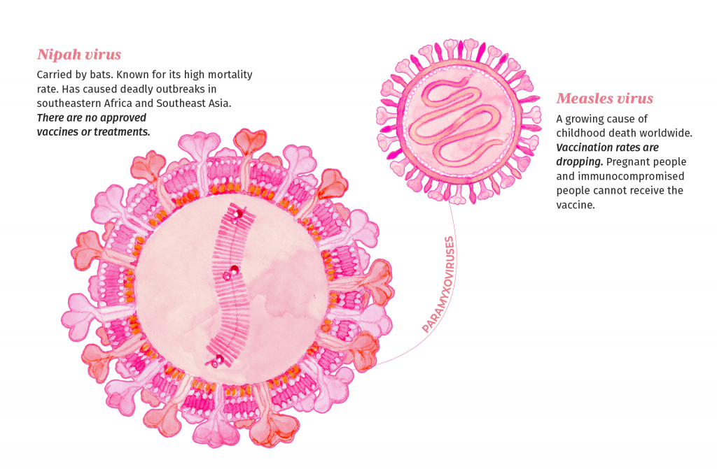 Illustration of two paramyxoviruses with descriptions. These viruses are illustrated in shades of pink and orange. They resemble spheres with protruding surface proteins that look like small florets.

Nipah virus - Carried by bats. Known for its high mortality rate. Has caused deadly outbreaks in southeastern Africa and Southeast Asia. There are no approved vaccines or treatments.

Measles virus - A growing cause of childhood death worldwide. Vaccination rates are dropping. Pregnant people and immunocompromised people cannot receive the vaccine.