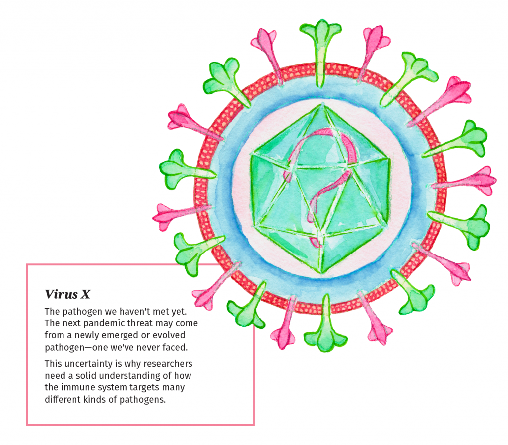 An illustration of a hypothetical virus termed "Virus X." It is illustrated in shades of red, green and blue. It has a mix of surface proteins and a question mark in the center. Description: Virus X - The pathogen we haven't met yet. The next pandemic threat may come from a newly emerged or evolved pathogen —one we've never faced. This uncertainty is why researchers need a solid understanding of how the immune system targets many different kinds of pathogens. With
scientists on the ready, we can
respond to unknown pathogens
faster than ever before.